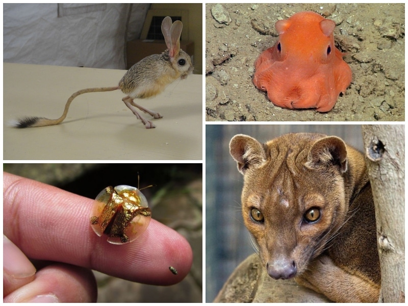 40 Animal Species That You Probably Never Heard Of - absolutelyconnected