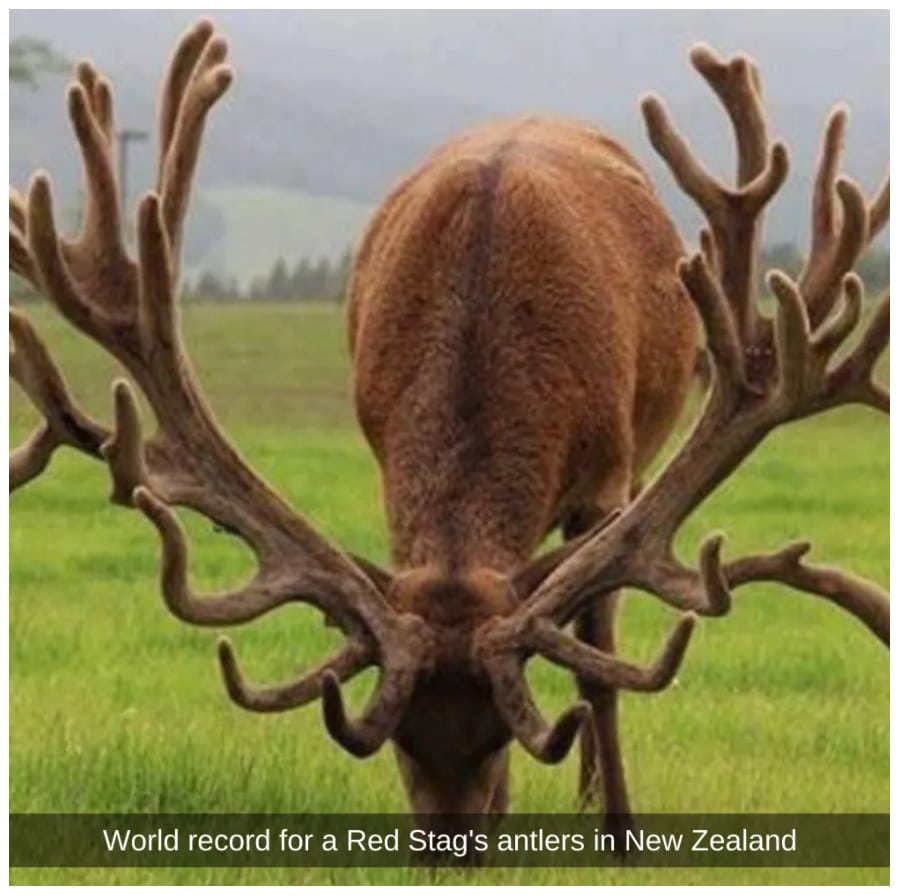 30+ Gigantic Animals You Won’t Believe Actually Exist – avocadoposts